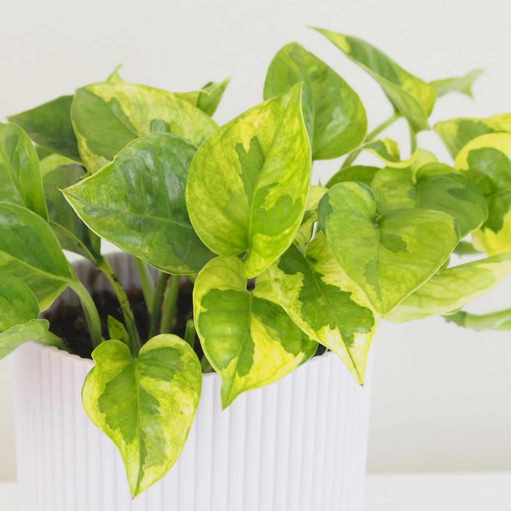 Pothos Epipremnum aureum ‘Lemon Joy’ Pothos Epipremnum aureum Lemon Joy splhavnice tahla pokojovka