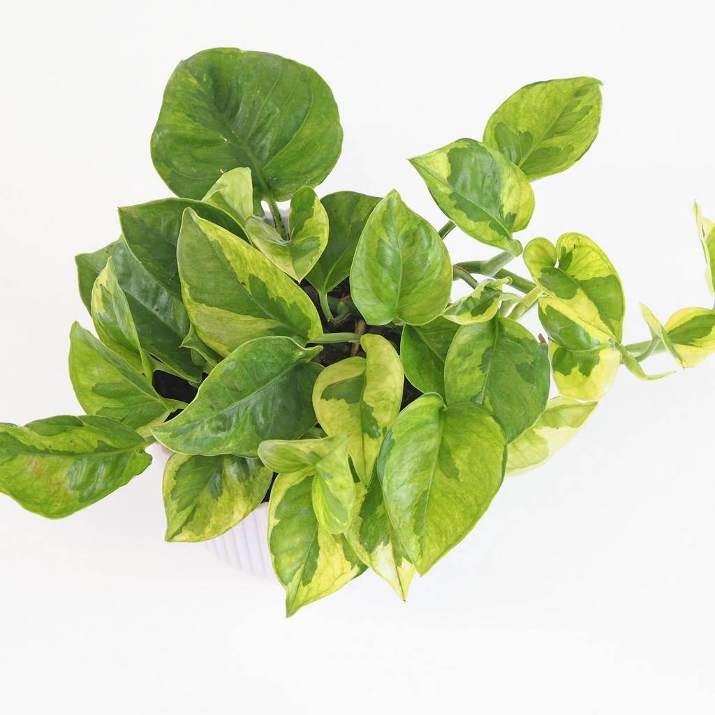 Pothos Epipremnum aureum ‘Lemon Joy’ Pothos Epipremnum aureum Lemon Joy splhavnice tahla pokojovka
