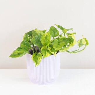 Pokojové rostliny, řasokoule a příslušenství Pothos Epipremnum aureum Lemon Joy splhavnice tahla pokojovka