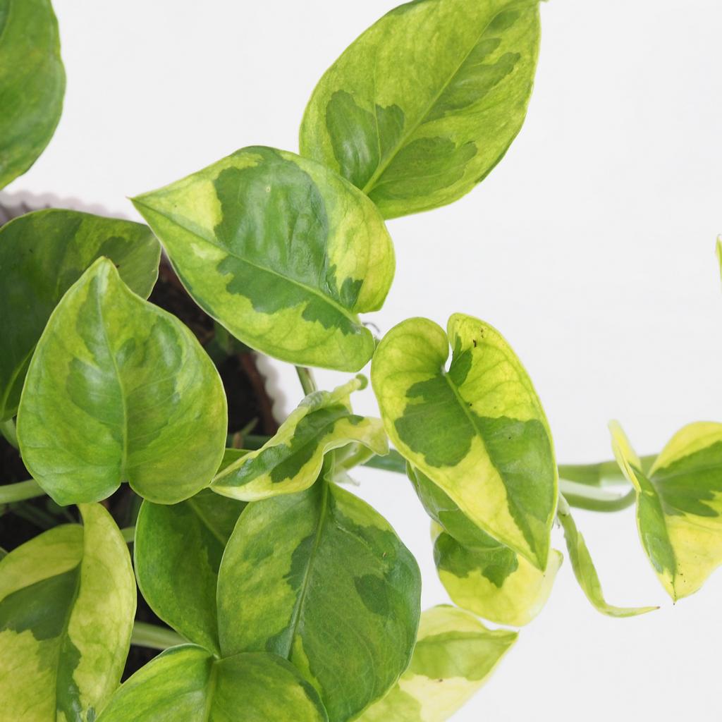 Pothos Epipremnum aureum ‘Lemon Joy’ Pothos Epipremnum aureum Lemon Joy splhavnice tahla pokojovka