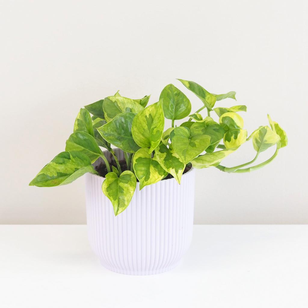 Pothos Epipremnum aureum ‘Lemon Joy’ Pothos Epipremnum aureum Lemon Joy splhavnice tahla pokojovka