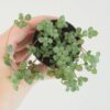 Pilea glaucophylla ‘Greyzy’ malá pilea glaucophylla Greyzy pokojovka
