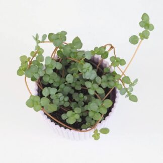 Pilea glaucophylla ‘Greyzy’ malá pilea glaucophylla Greyzy pokojovka