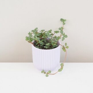 Pilea glaucophylla ‘Greyzy’ malá pilea glaucophylla Greyzy pokojovka