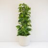 Pothos Epipremnum aureum na tyči 110 cm pothos epipremnum aureum splhavnice na tyci velka pokojovka pokojova rostlina