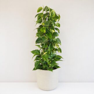 Pokojové rostliny, řasokoule a příslušenství pothos epipremnum aureum splhavnice na tyci velka pokojovka pokojova rostlina