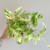 Pothos Epipremnum ‘Snow Leopard’ pothos epipremnum snow leopard splhavnice tahla pokojovka pokojova rostlina