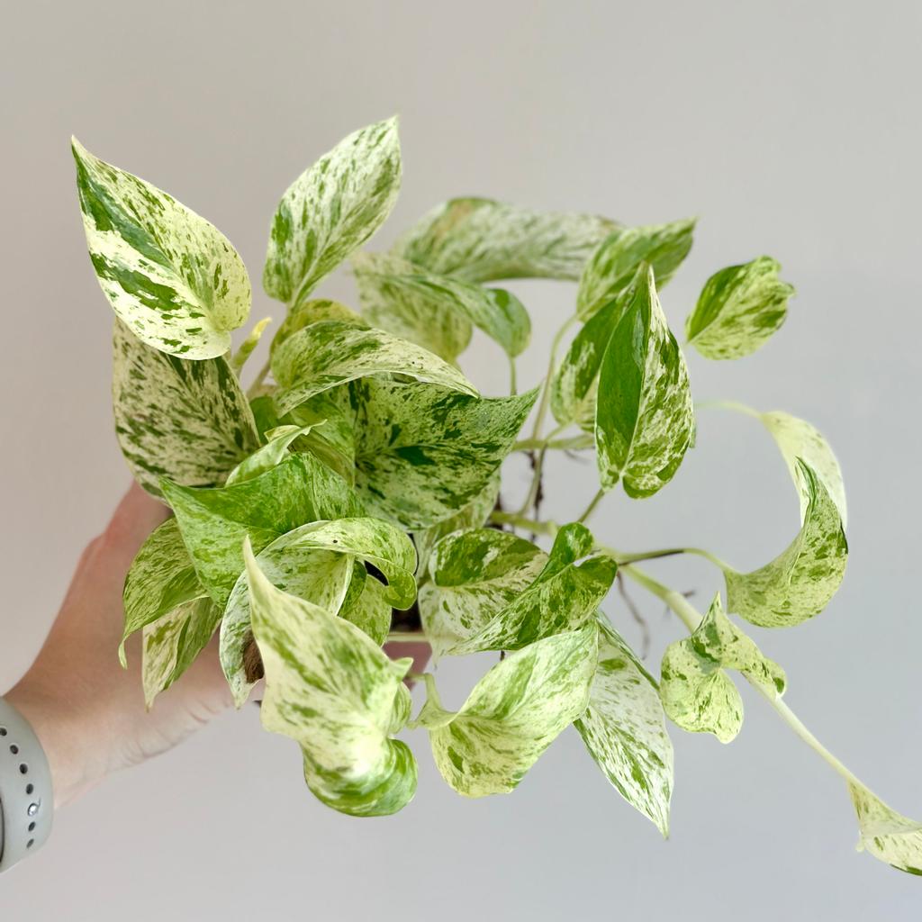 Pothos Epipremnum ‘Snow Leopard’ pothos epipremnum snow leopard splhavnice tahla pokojovka pokojova rostlina