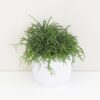 Rhipsalis baccifera ‘Oasis’ Rhipsalis baccifera ‘Horida’ (kópia)