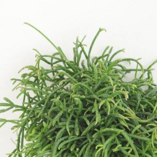 Rhipsalis baccifera ‘Oasis’ Rhipsalis baccifera ‘Horida’ (kópia)