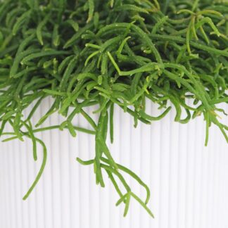 Rhipsalis baccifera ‘Oasis’ Rhipsalis baccifera ‘Horida’ (kópia)