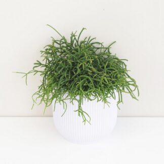 Pokojové rostliny, řasokoule a příslušenství Rhipsalis baccifera ‘Horida’ (kópia)