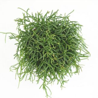 Rhipsalis baccifera ‘Oasis’ Rhipsalis baccifera ‘Horida’ (kópia)