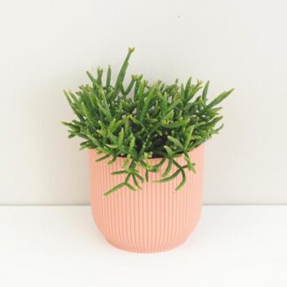 Rhipsalis burchellii