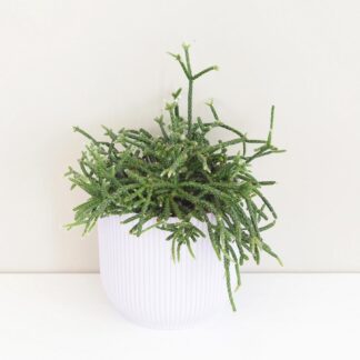 Rhipsalis pilocarpa