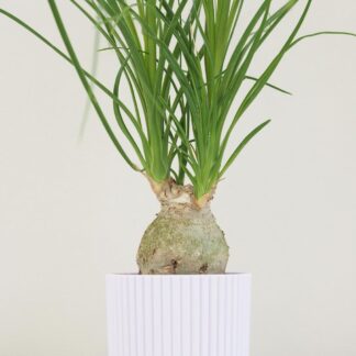 Sloní noha / Nolina recurvata malá nolina recurvata beaucarnea slonia noha