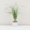 Sloní noha / Nolina recurvata malá nolina recurvata beaucarnea slonia noha