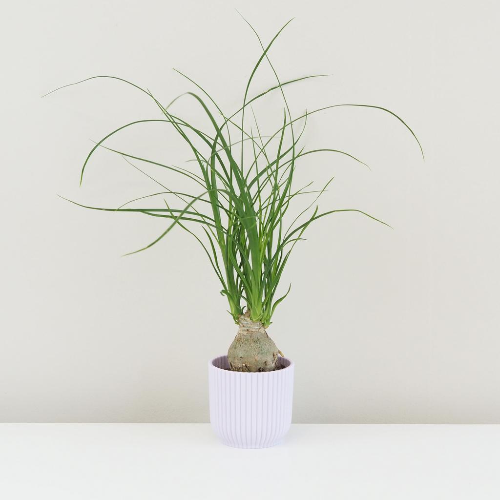 Sloní noha / Nolina recurvata malá nolina recurvata beaucarnea slonia noha