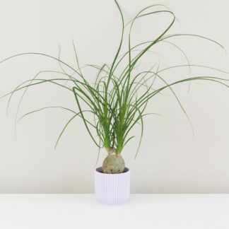 Sloní noha / Nolina recurvata malá nolina recurvata beaucarnea slonia noha