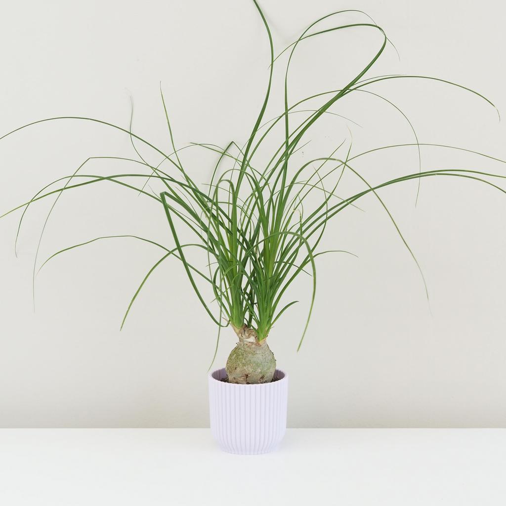 Sloní noha / Nolina recurvata malá nolina recurvata beaucarnea slonia noha