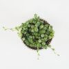 Starček / Senecio rowleyanus variegated malý panasovany starcek senecio rowleyanus variegata