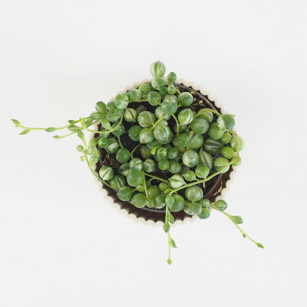 Starček / Senecio rowleyanus variegated malý panasovany starcek senecio rowleyanus variegata