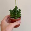 Tlustice / Crassula ‘Benjamin’ malá Tlustice / Crassula ‘Benjamin’ malá