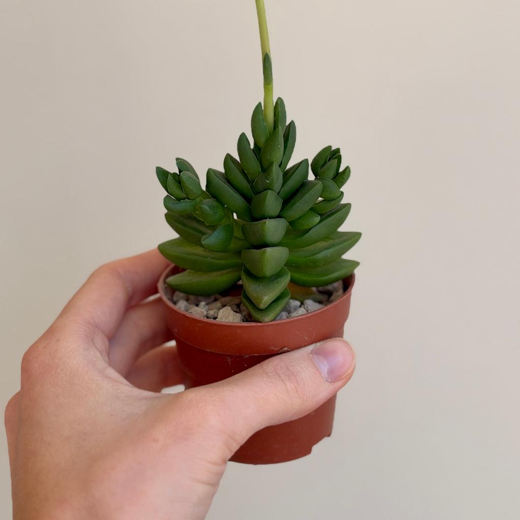 Tlustice / Crassula ‘Benjamin’ malá Tlustice / Crassula ‘Benjamin’ malá