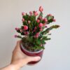 Schlumbergera Thor / Vánoční kaktus červený Schlumbergera Thor / Vánoční kaktus růžový (kópia)