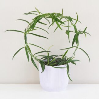 Pokojové rostliny, řasokoule a příslušenství Hoya longifolia na kruhu