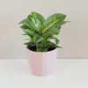 Aglaonema ‘Lemon Mint’ Aglaonema 'Lemon Mint' aglaonema, aglaonema key lime, chinese evergreen, nenáročná rostlina, rostlina vhodná pro začátečníky, pokojová rostlina do stínu, rostlina do kanceláře, pokojový květ,