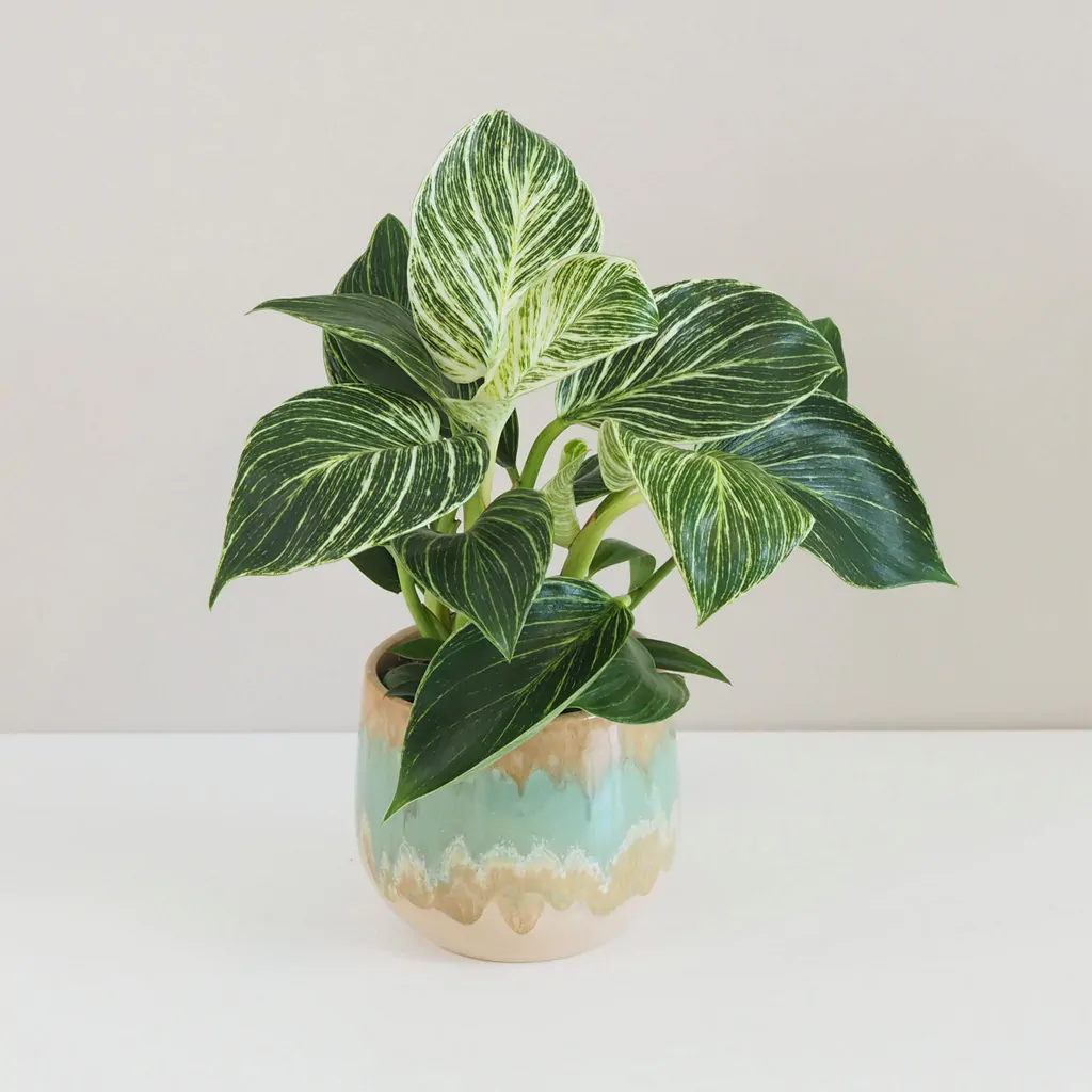 Philodendron 'Birkin' filodendron, philodendron, philodendron Birkin, philodendron white measure, nenáročná rostlina, pokojová rostlina, pokojový květ