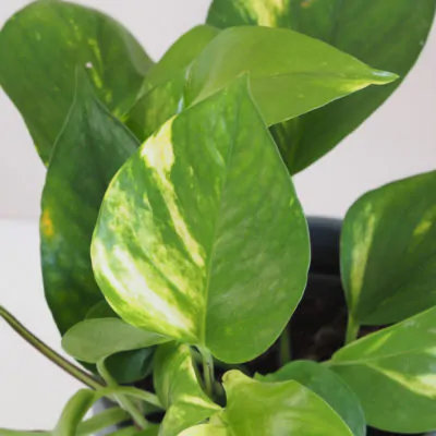 pothos, potosovec zlatý, epipremnum aureum, divoký jano, divný janko, golden ivy, šplhavník, šplhavnice, táhla rostlina, rostlina do stínu, pokojová rostlina, pokojový květ