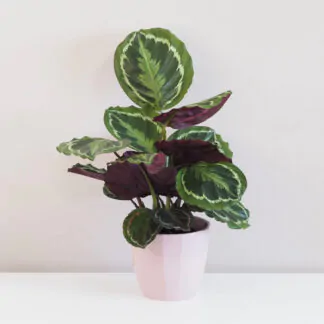 Calathea roseopicta 'Medallion'calathea, kalatea, calathea roseopicta medallion, kalatea, vlhkomilná rostlina, rostlina vhodná do stínu, pokojový květ, barevný pokojový květ, pokojová rostlina