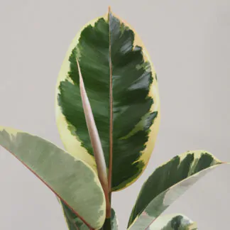 fíkus, fíkus tineke, ficus, ficus elastica tineke, pokojová rostlina, nenarocná rostlina, rostlina pro zacátecniky, pokojovy kvet, nenarocny kvet