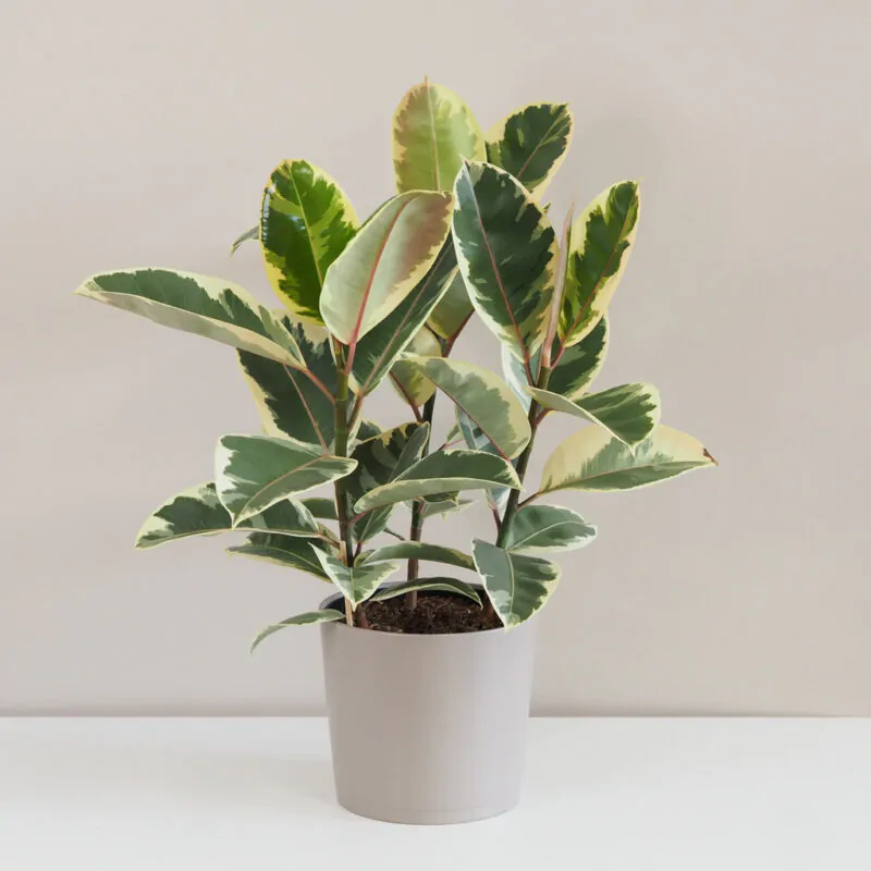 Ficus elastica 'Tineke' fíkus, fíkus tineke, ficus, ficus elastica tineke, pokojová rostlina, nenarocná rostlina, rostlina pro zacátecniky, pokojovy kvet, nenarocny kvet