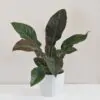 Philodendron ‘Imperial Red’ filodendron, philodendron, philodendron imperial red, raritní rostlina, sběratelská rostlina, exotická rostlina