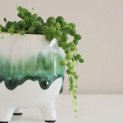 stařík, senecio, senecio rowleyanus, string of pearls, sukulent, táhlý sukulent, táhla rostlina, pokojová rostlina, pokojový květ, rostlina na slunce
