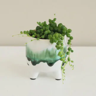 Pokojové rostliny, řasokoule a příslušenství stařík, senecio, senecio rowleyanus, string of pearls, sukulent, táhlý sukulent, táhla rostlina, pokojová rostlina, pokojový květ, rostlina na slunce