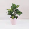 Calathea ornata ‘Beauty star’ calathea, calathea beauty star, pokojovka, kalatea, vlhkomilná rostlina, rostlina vhodná do stínu, pokojový květ, pokojová rostlina