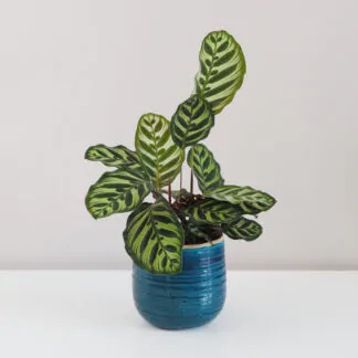 Calathea / Kalatea: Tipy pro péči i pro začátečníky calathea, calathea makoyana, pokojovka, kalatea, vlhkomilná rostlina, rostlina vhodná do stínu, pokojový květ, pokojová rostlina