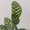 Calathea makoyana maxi calathea, calathea makoyana, pokojovka, kalatea, vlhkomilná rostlina, rostlina vhodná do stínu, pokojový květ, pokojová rostlina