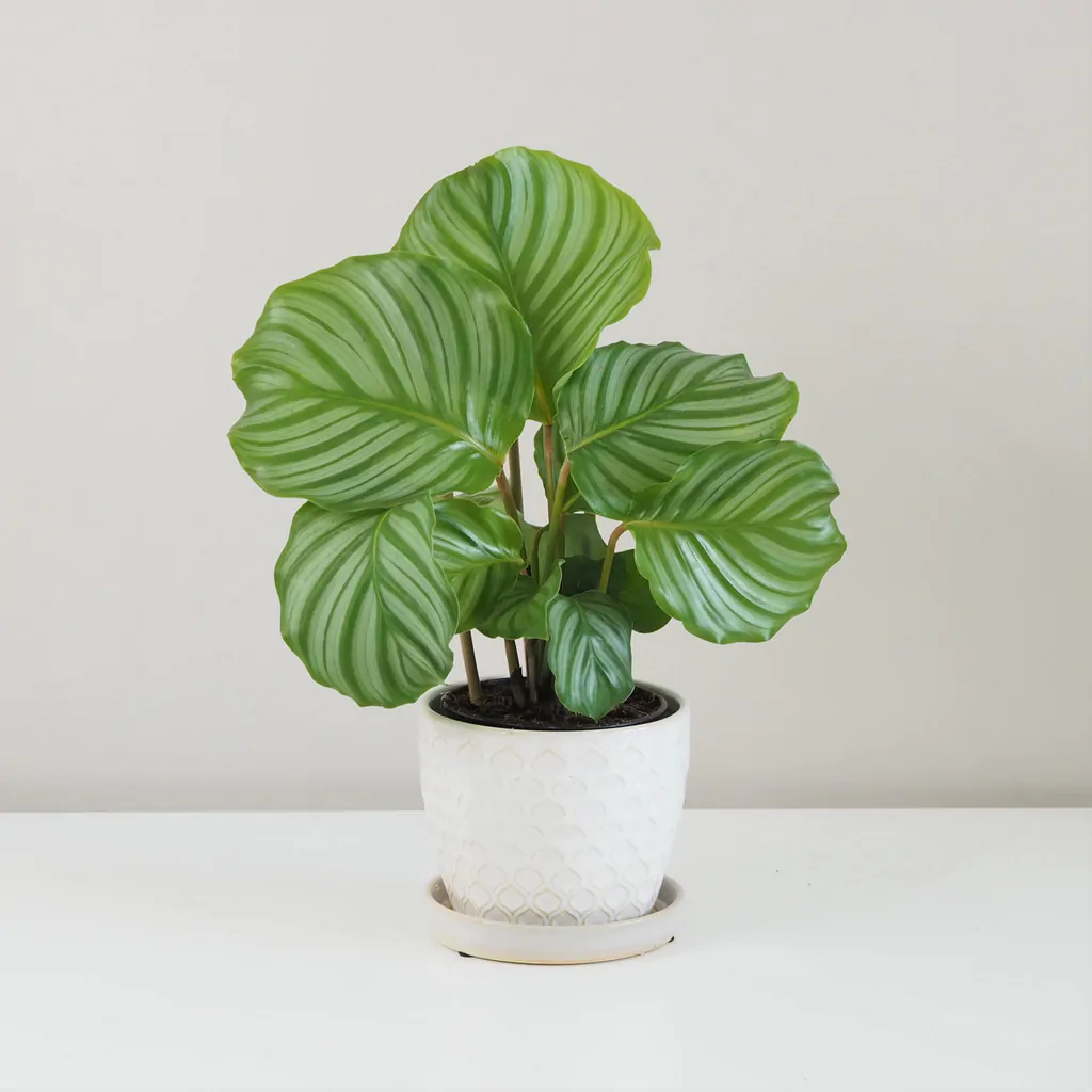 calathea, calathea orbifolia, pokojovka, kalatea, vlhkomilná rostlina, rostlina vhodná do stínu, pokojový květ, pokojová rostlina