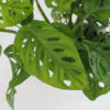 monstera adansonii, swiss cheese plant, monstera monkey mask, monstera, pokojová rostlina, pokojový květ, nenarocná rostlina, rostlina vhodna do stínu, tahava rostlina, plaziva rostlina, pokojovka, množení řízky