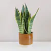 Sansevieria trifasciata ‘Laurentii’ Sansevieria trifasciata 'Laurentii' sansevieria trojpasa, tchýně jazyky, zajimave tchýně jazyky, nenarocná rostlina, rostlina na slunce, rostlina do stínu, rostlina pro začátečníky, pokojová rostlina, pokojový kvet, pokojovka
