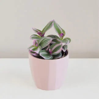 Popínavé rostliny: Zkrášlete si jimi domácnost a naučte se o ně správně starat Tradescantia 'Nanouk' tradescantia nanouk, tradescantia, tahava rostlina, růžová rostlina, plíživá rostlina, růžový květ, nenarocny květ, nenarocna raslina, pokojová rostlina, pokojový kvet, pokojovka