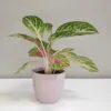 Aglaonema ‘Legacy’ Aglaonema 'Legacy' plantize