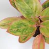 Aglaonema ‘Salmon Fantasy’ maxi aglaonema siam aurora pink růžová nenarocná pokojová rostlina plantizia