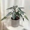 Alocasia ‘Bambino Arrow’ velká Alocasia Bambino Arrow
