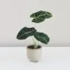 Alocasia reginula 'Black Velvet'